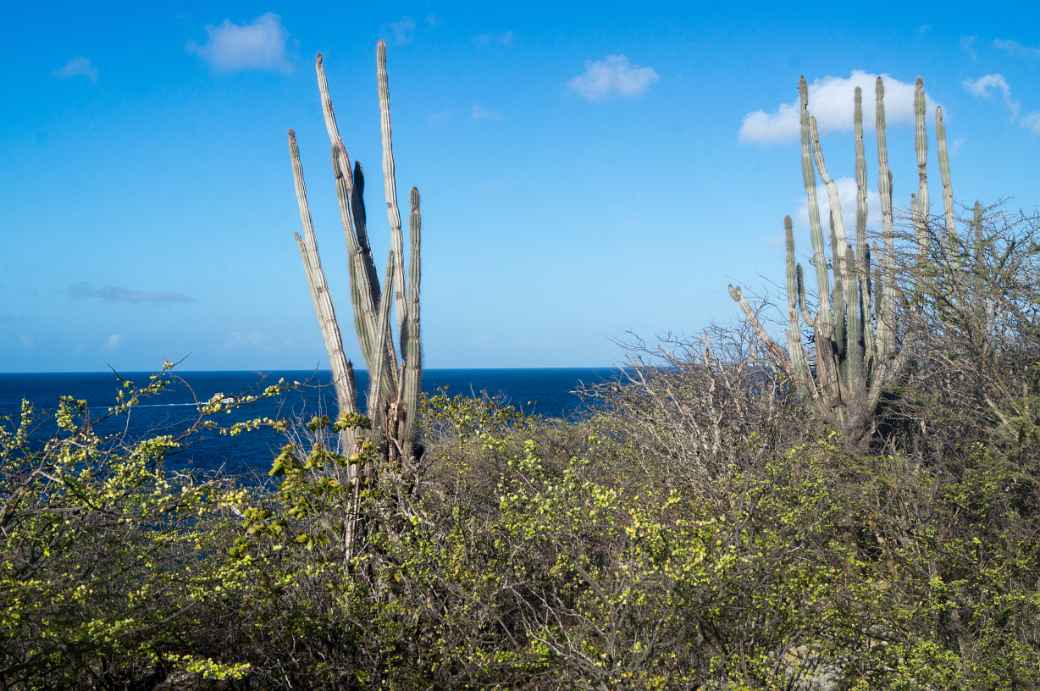 Cacti along Boka di Tolo, Bonaire